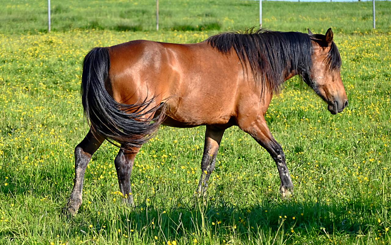 Jument crois&eacute;e cob normande arabe de 3 ans