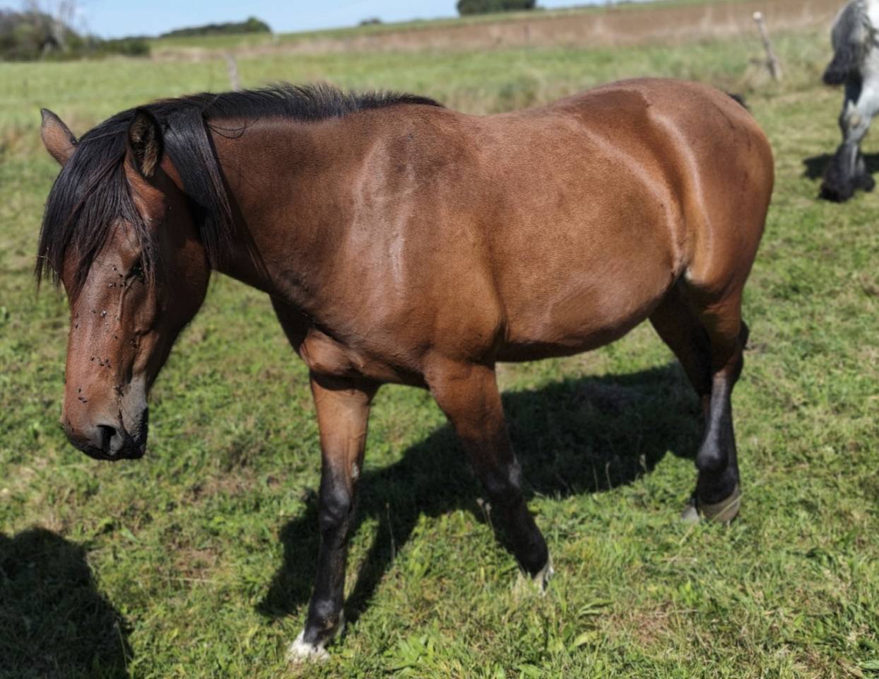 Jument crois&eacute;e cob normande arabe de 3 ans