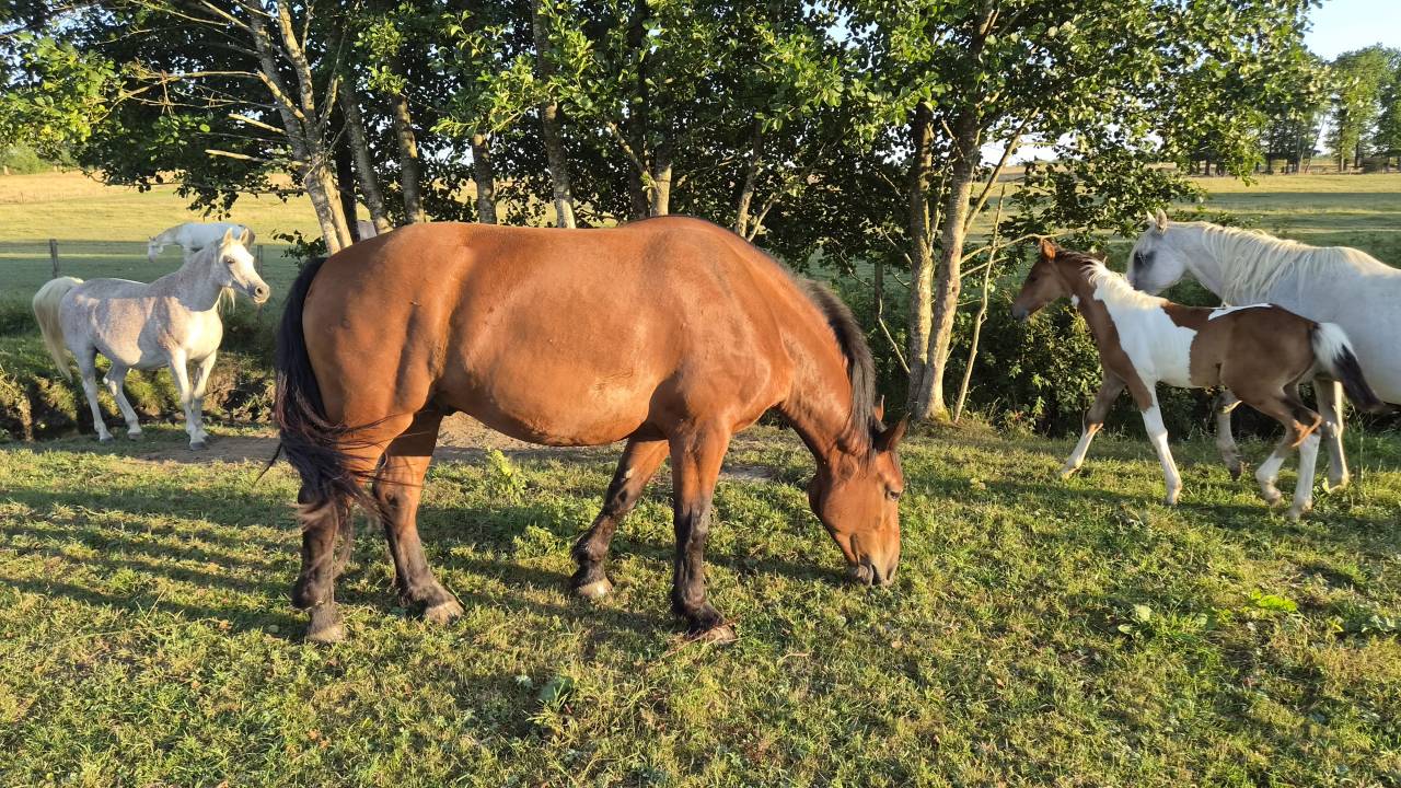 Hongre cob normand de 3 ans
