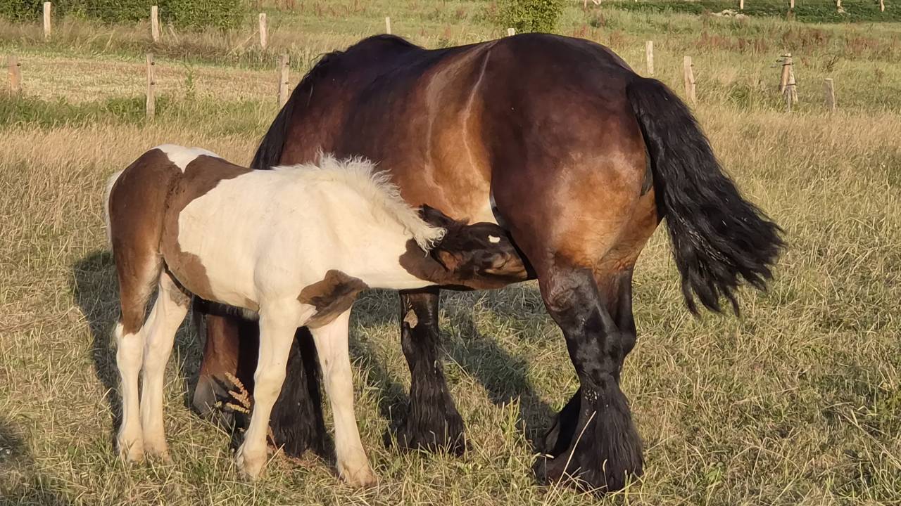 Pouliche pie crois&eacute;e trait belge 
