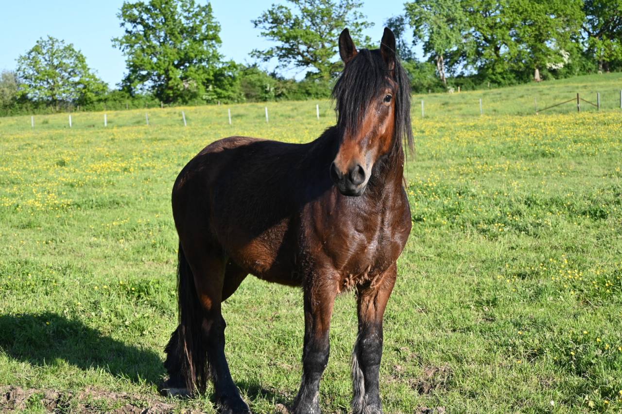 Hongre crois&eacute; cob normand trait belge de 3 ans