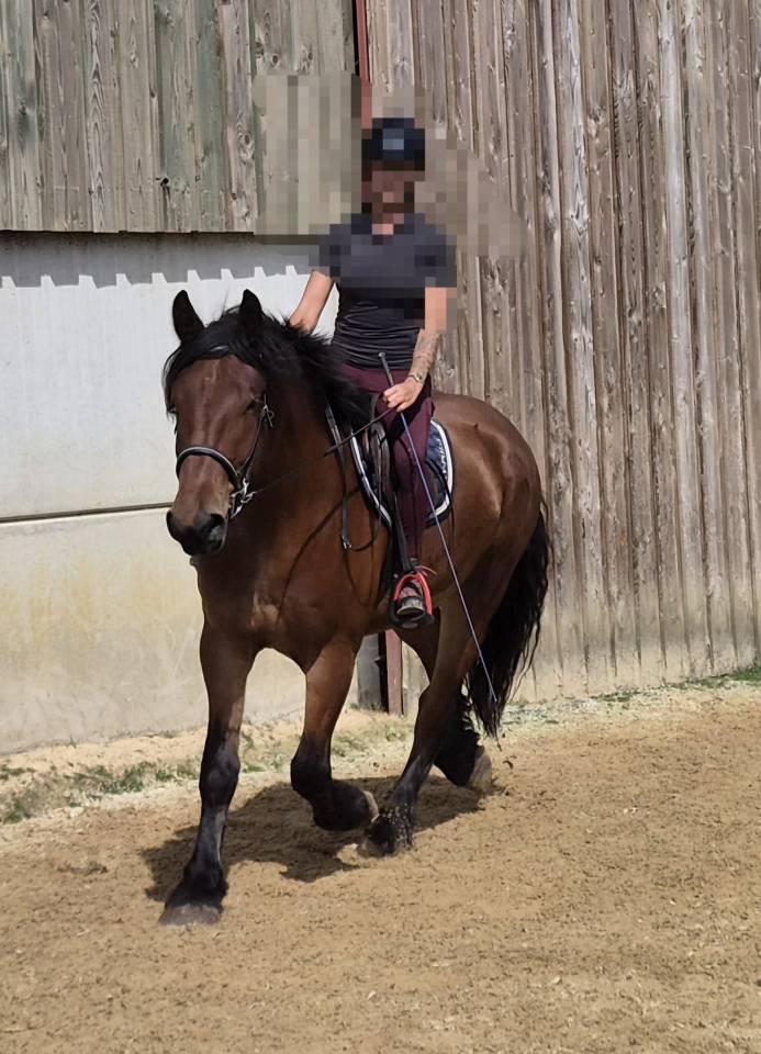 Hongre crois&eacute; cob normand trait belge de 3 ans