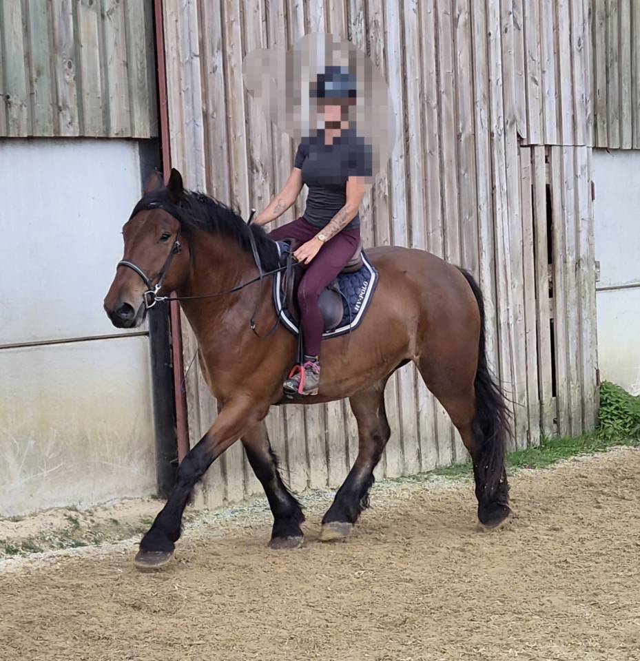 Hongre crois&eacute; cob normand trait belge de 3 ans