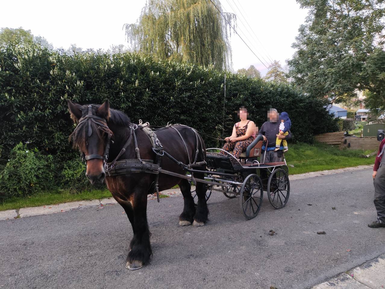 Jument trait belge