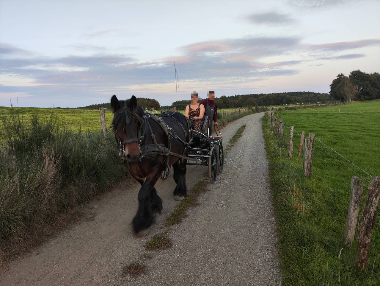 Jument trait belge