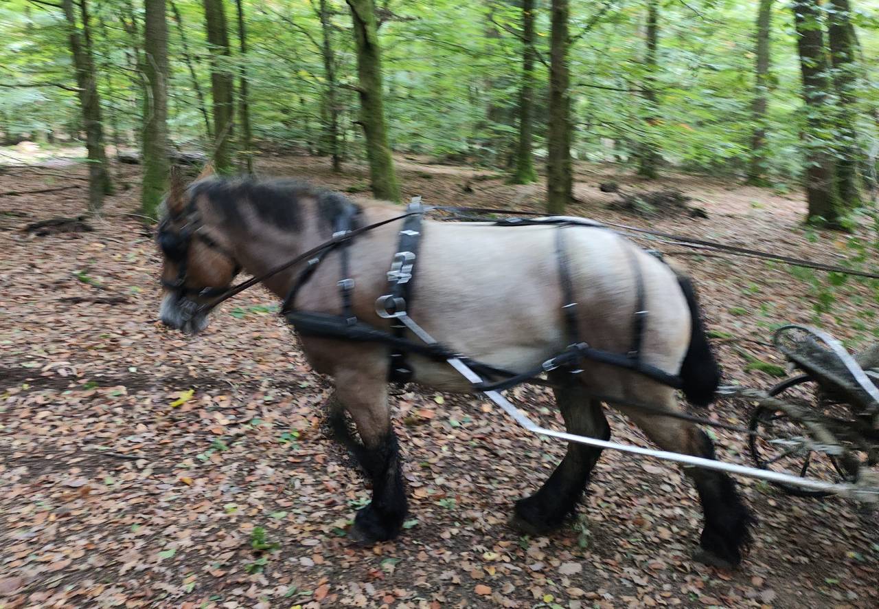 Jument trait belge de 4 ans