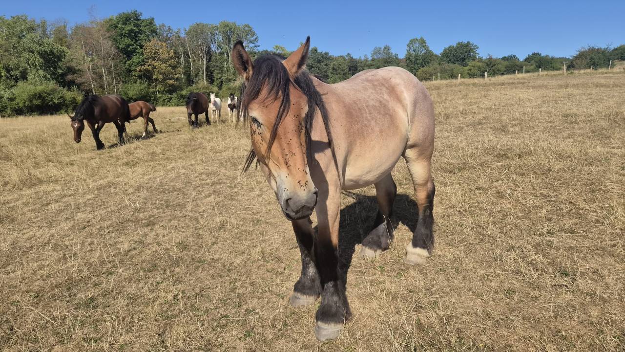 Hongre trait belge de 3 ans