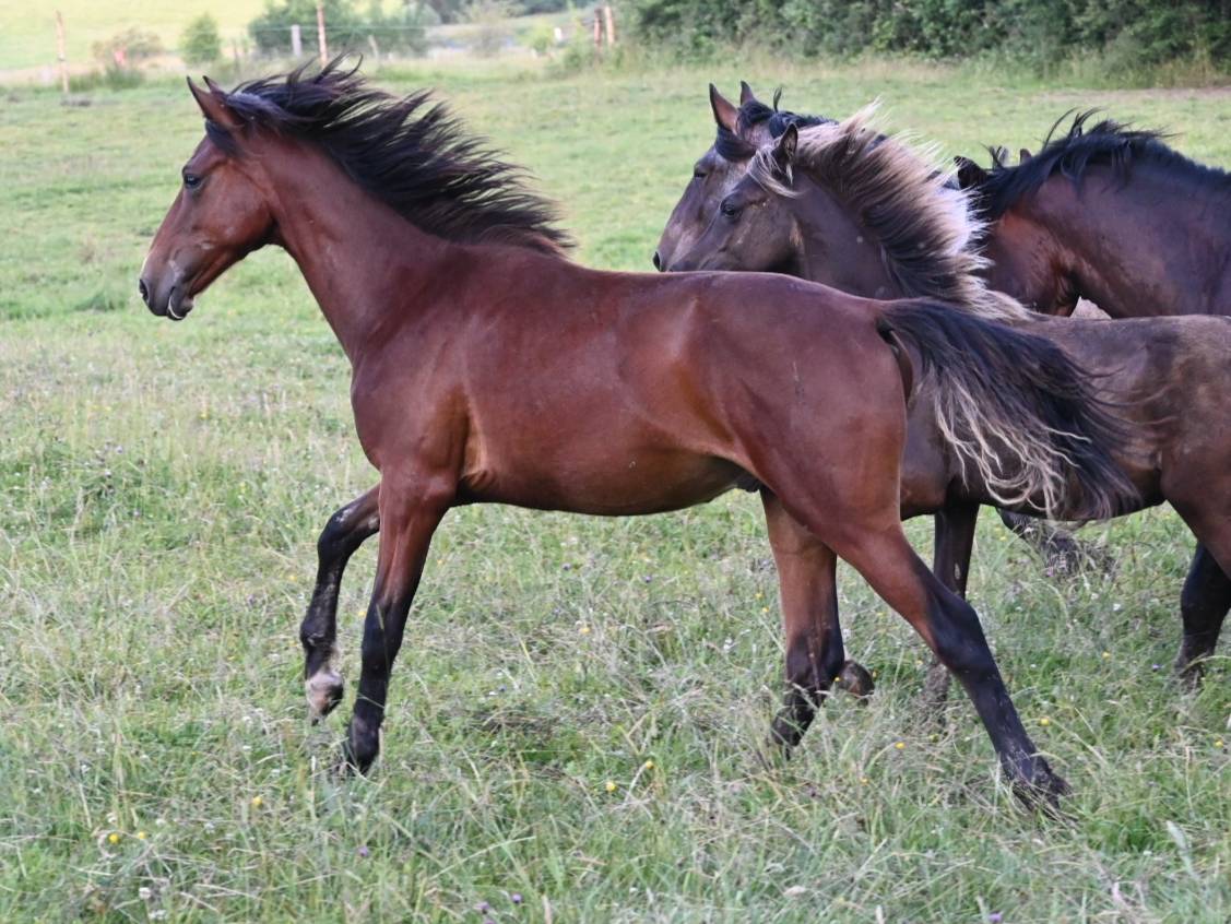 Hongre crusado lusitanien de 2 ans