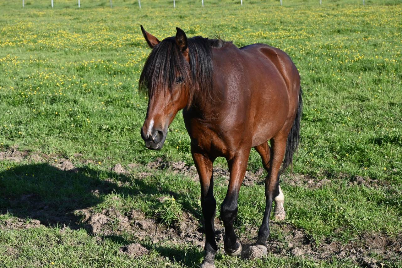 Hongre crusado lusitanien de 2 ans