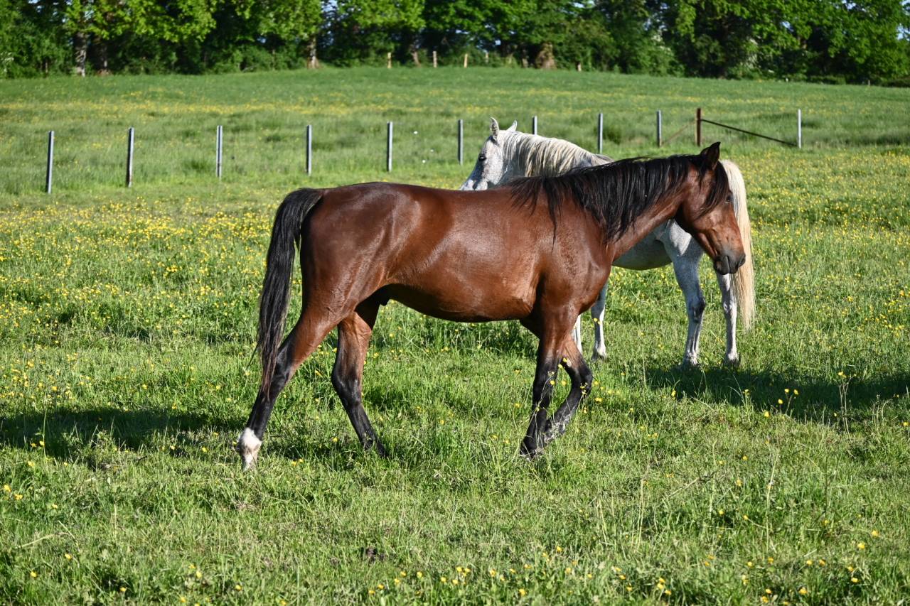 Hongre crusado lusitanien de 2 ans