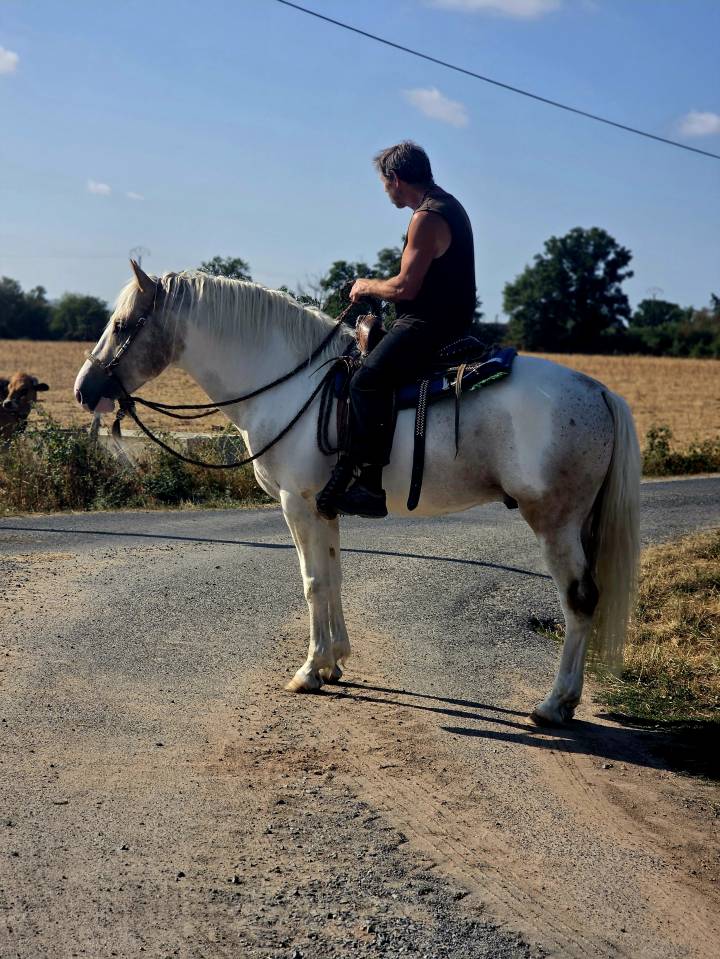 Cheval western randonn&eacute;e 