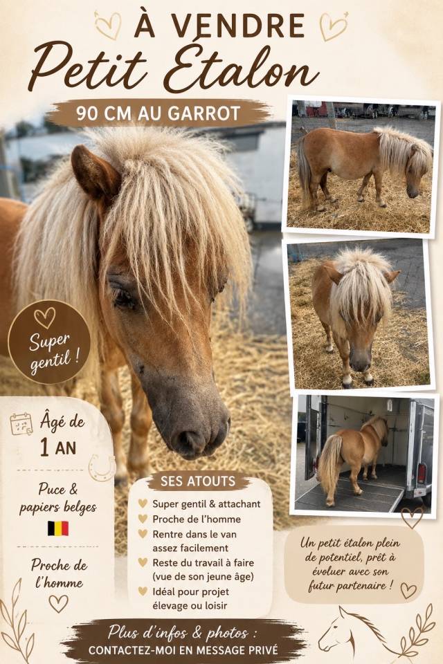 Shetland &eacute;talon 