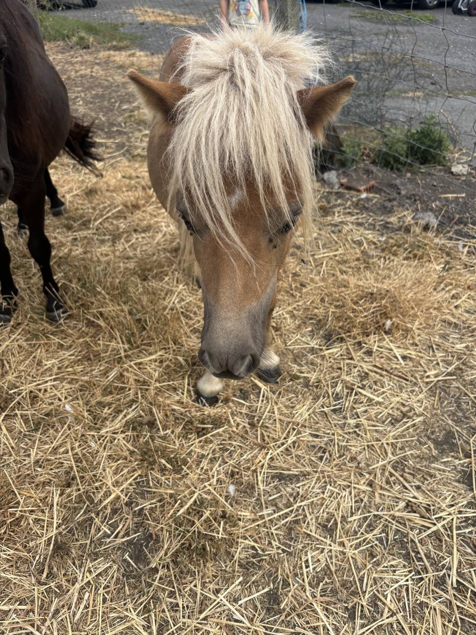 Shetland &eacute;talon 
