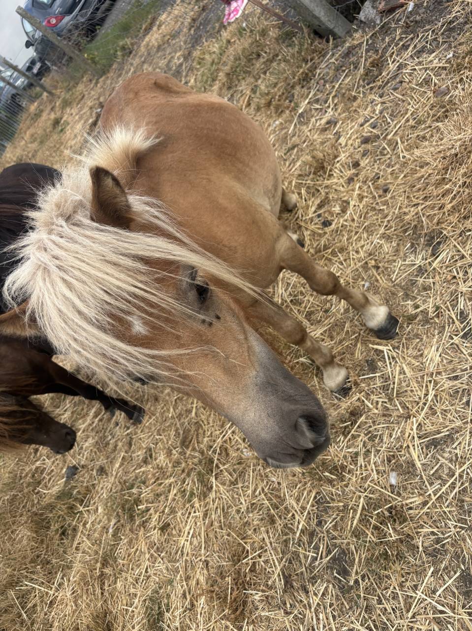 Shetland &eacute;talon 