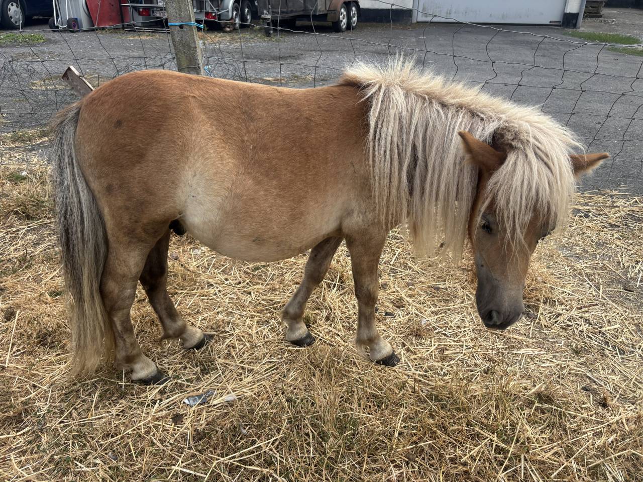 Shetland &eacute;talon 