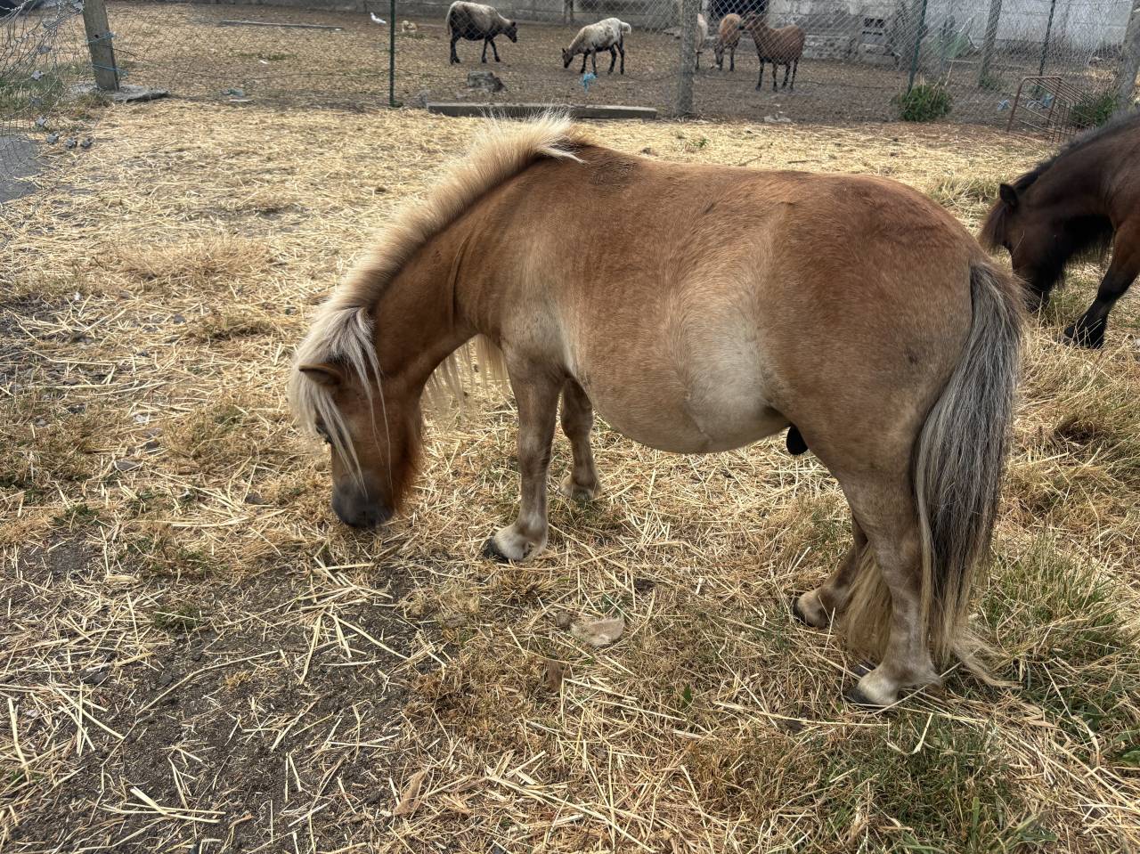 Shetland &eacute;talon 