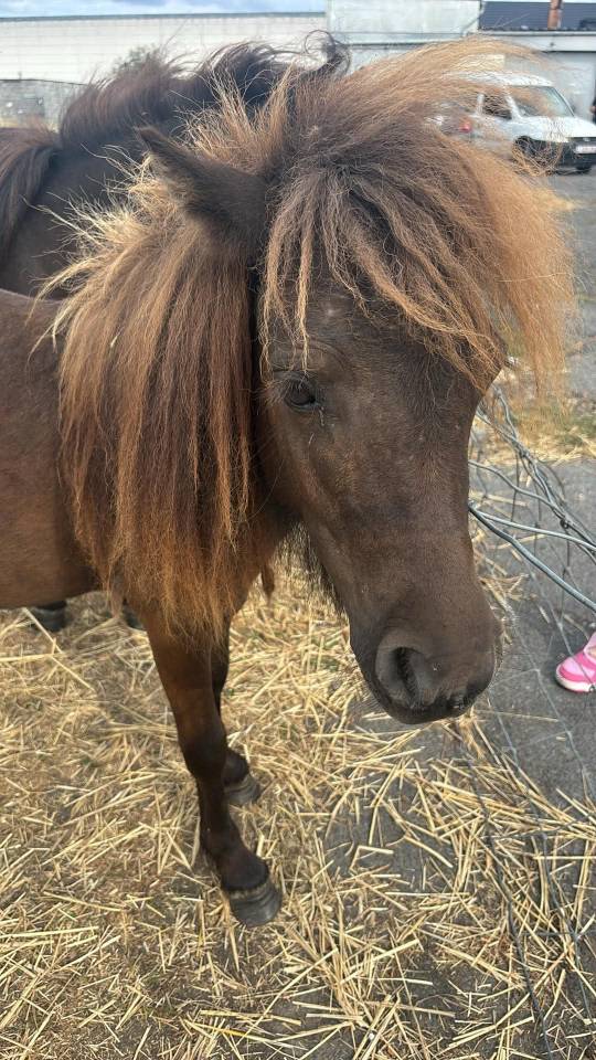 Shetland &eacute;talon 