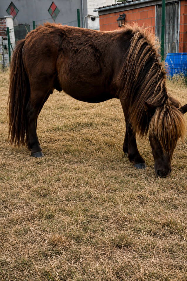 Shetland &eacute;talon 