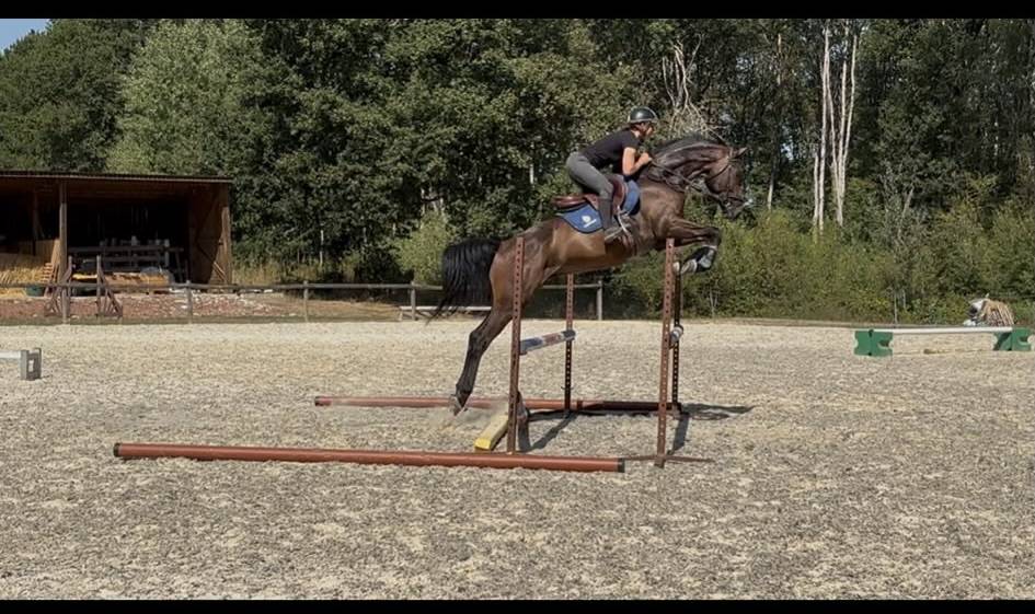 Magnifique Wesphalien de 4 ans