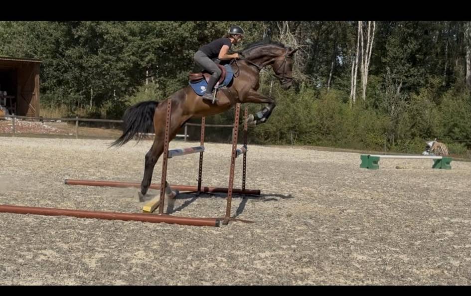 Magnifique Wesphalien de 4 ans