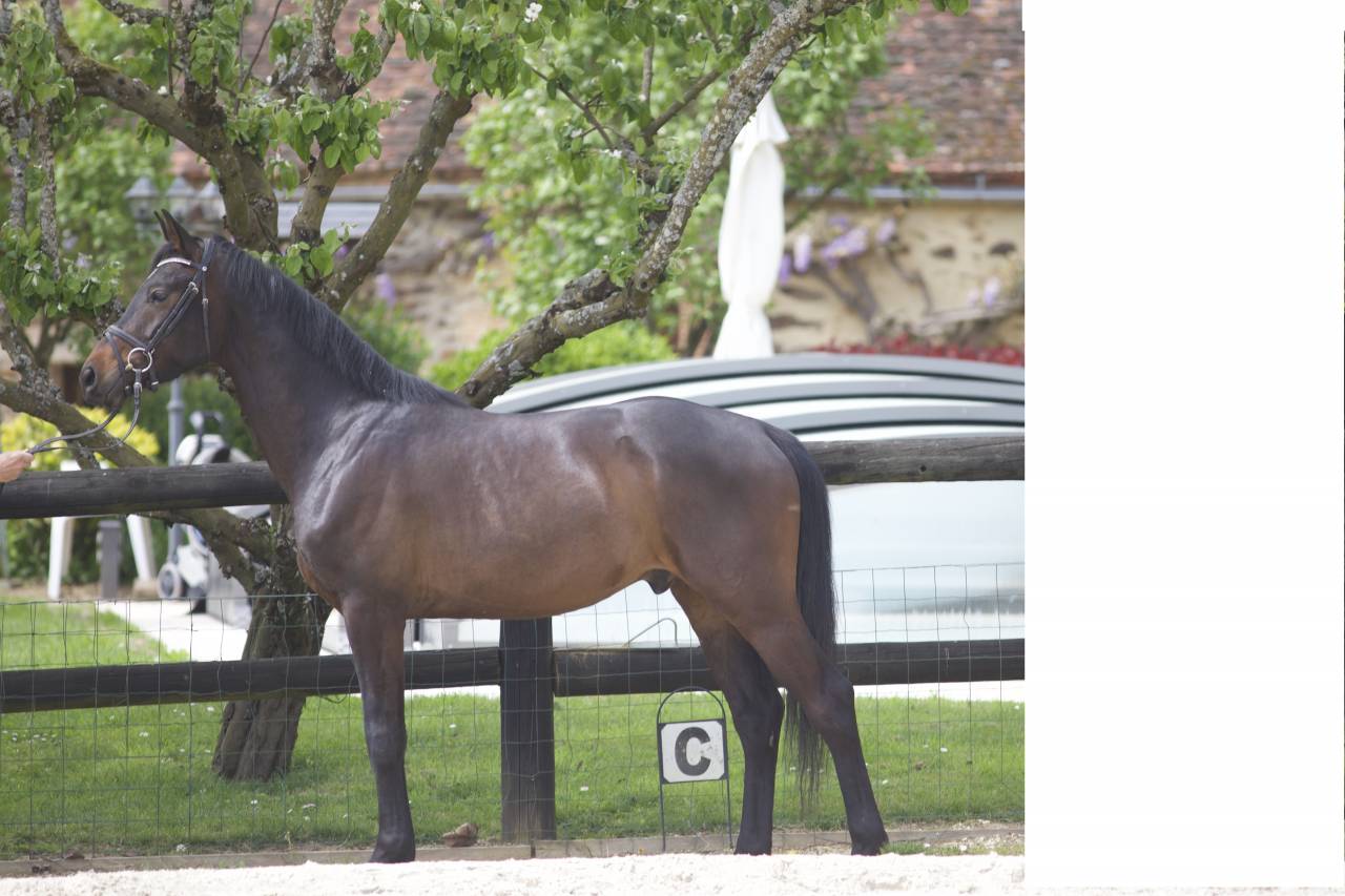 Magnifique Wesphalien de 4 ans