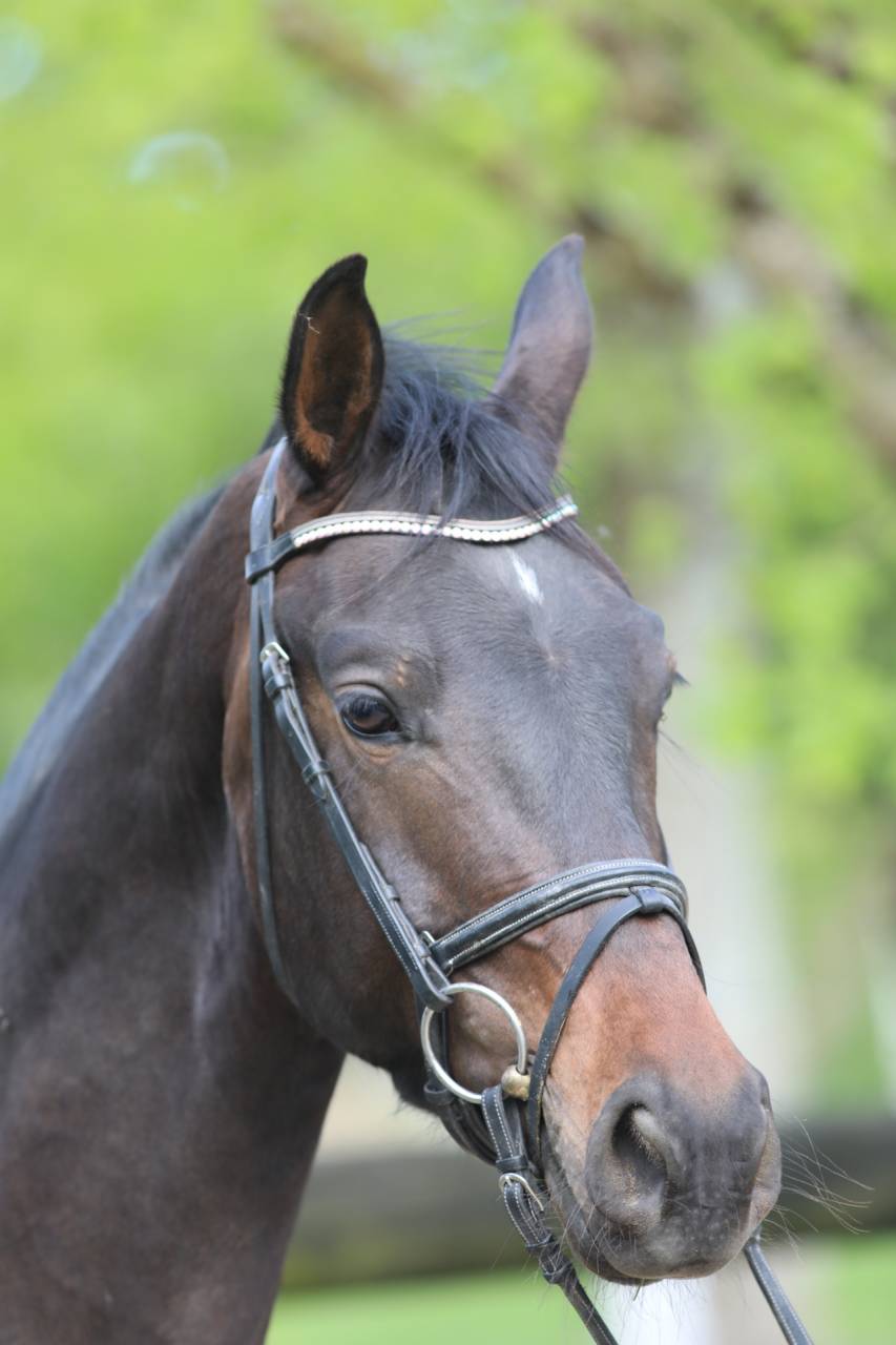 Magnifique Wesphalien de 4 ans