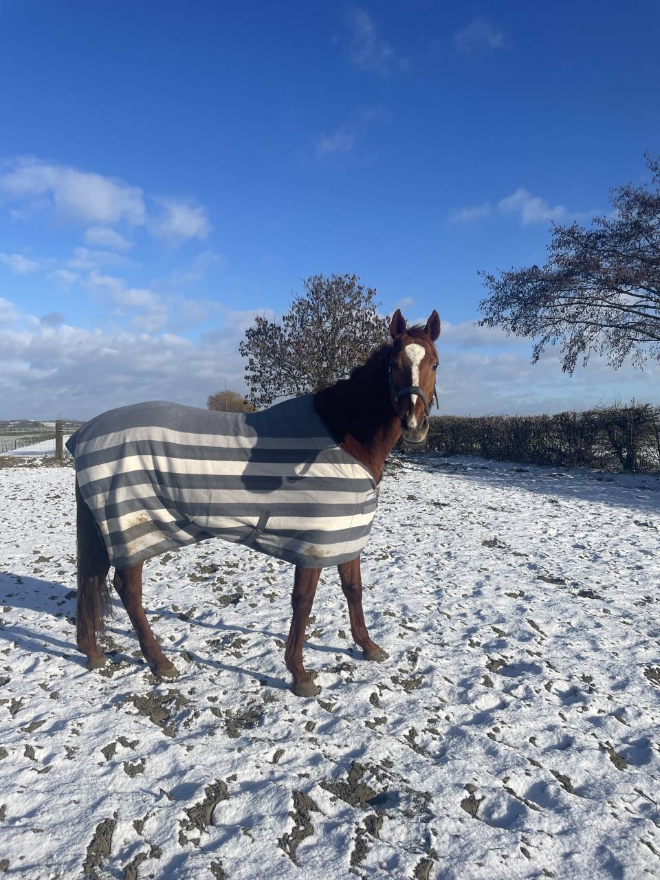 Cheval &agrave; vendre Magnifique Pur-Sang Anglais polyvalent 