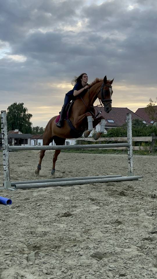Cheval &agrave; vendre Magnifique Pur-Sang Anglais polyvalent 