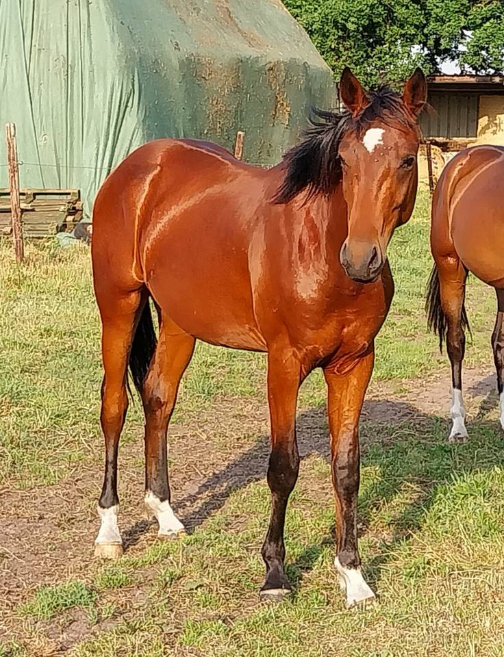 Etalon 2 ans origine dressage