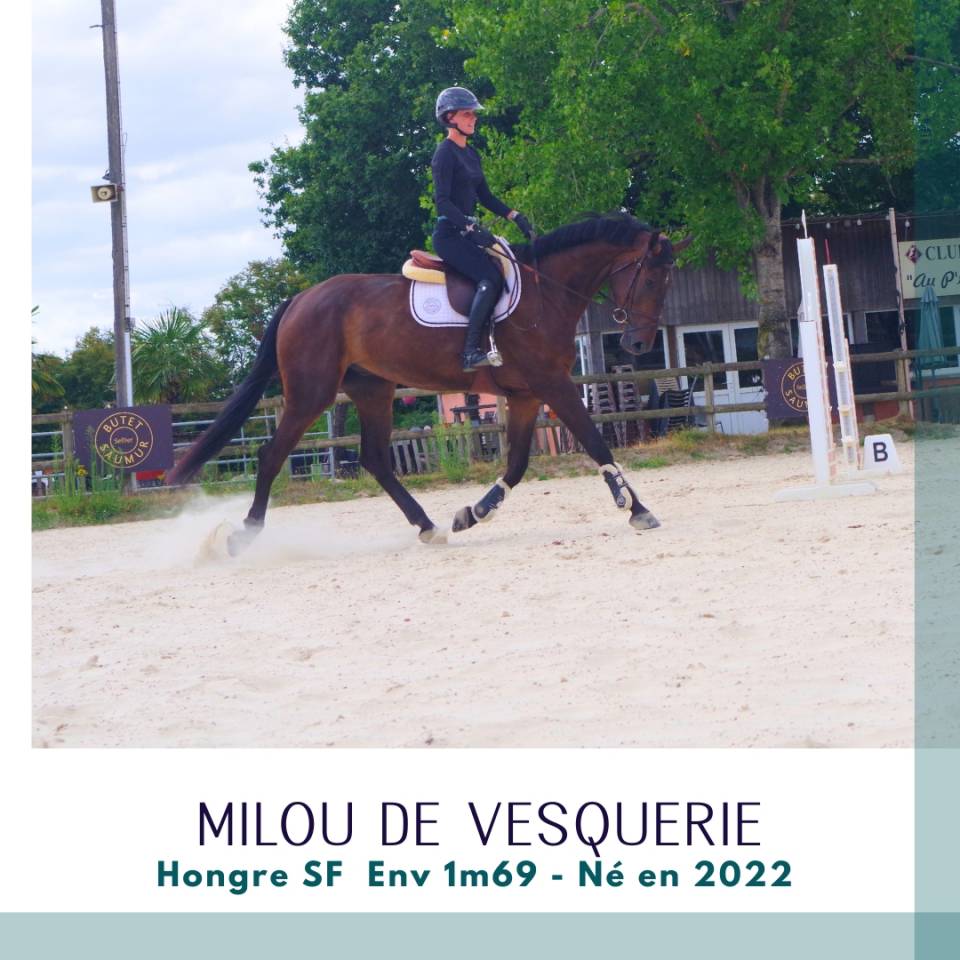 Top 4 ans SF Env 1m69 CSO cheval d'avenir