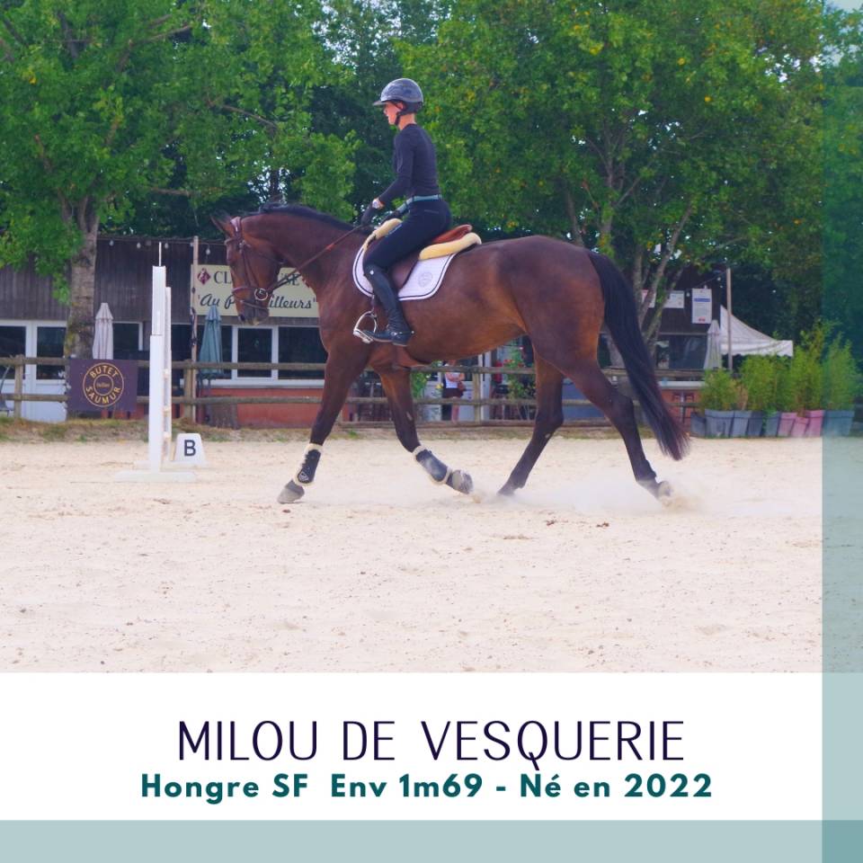 Top 4 ans SF Env 1m69 CSO cheval d'avenir