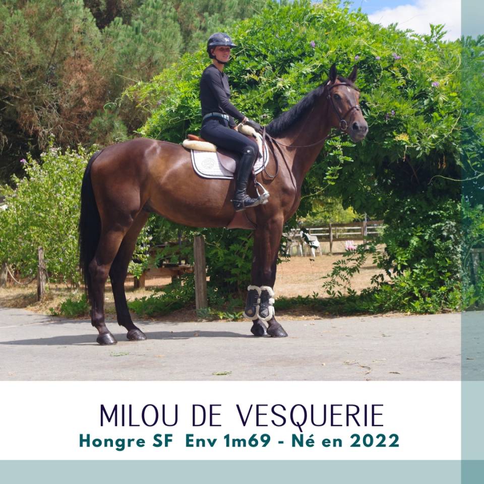 Top 4 ans SF Env 1m69 CSO cheval d'avenir