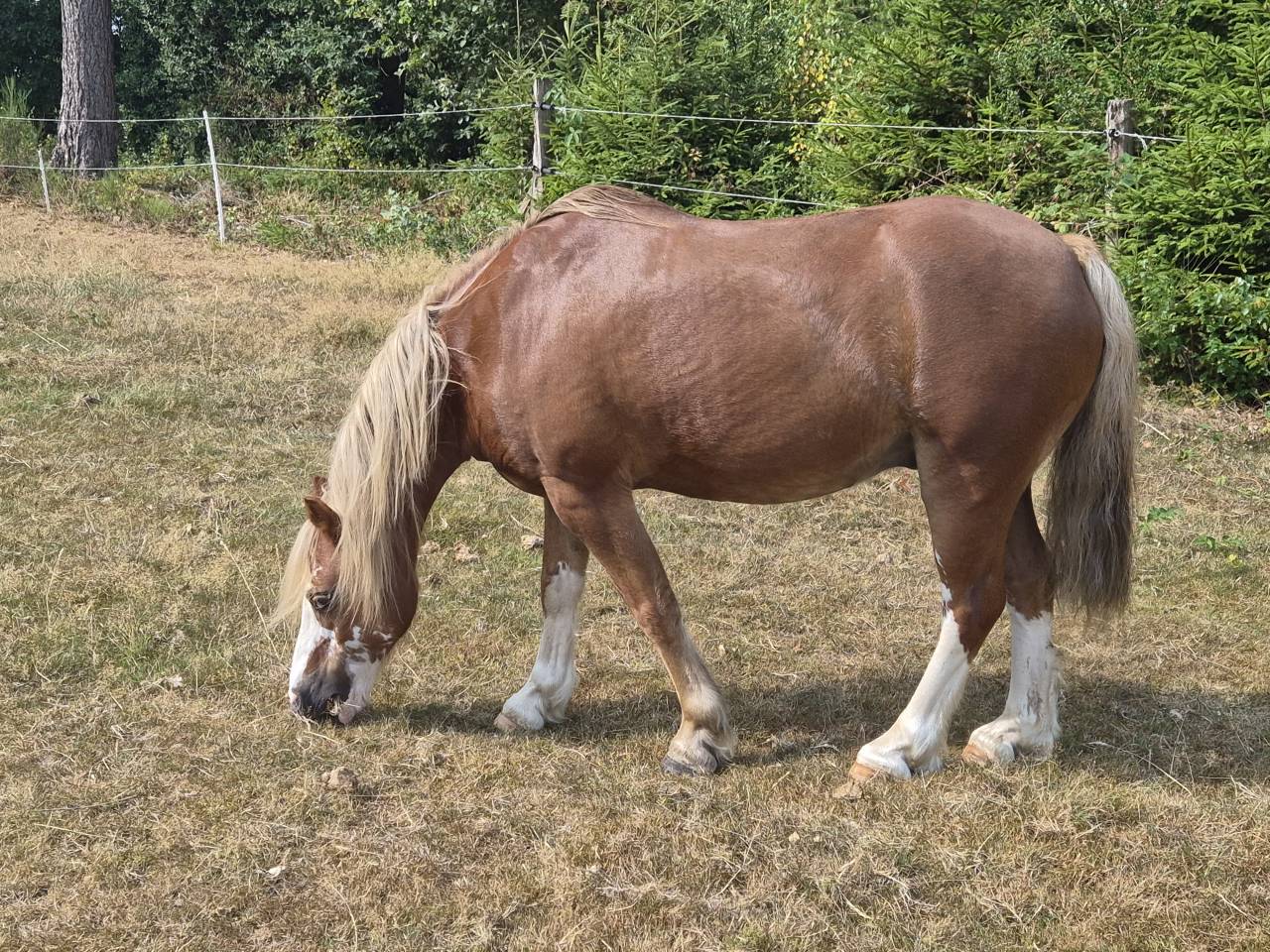 Poney Welsh &agrave; vendre