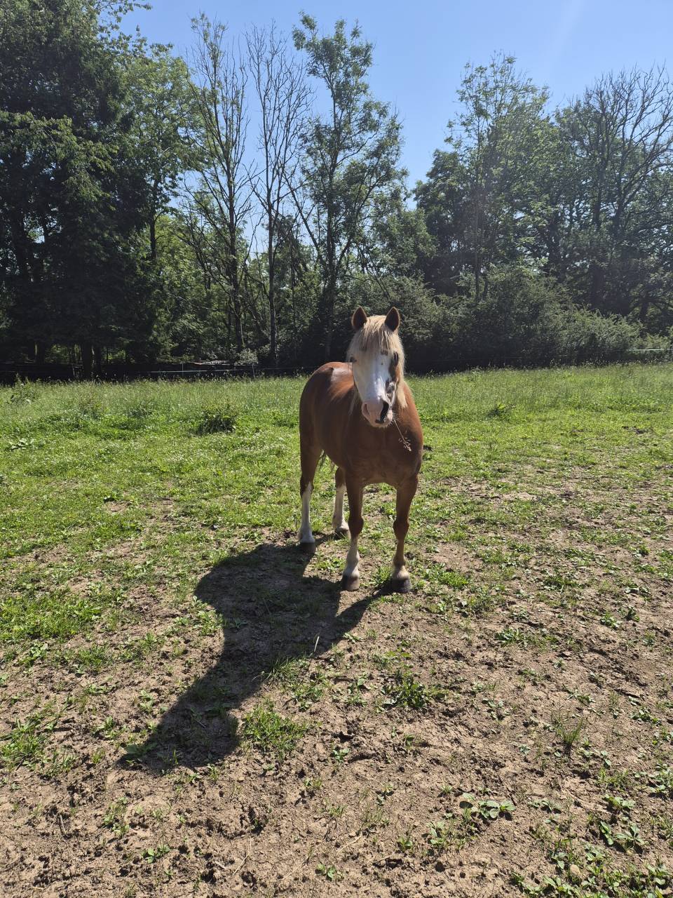 Poney Welsh &agrave; vendre