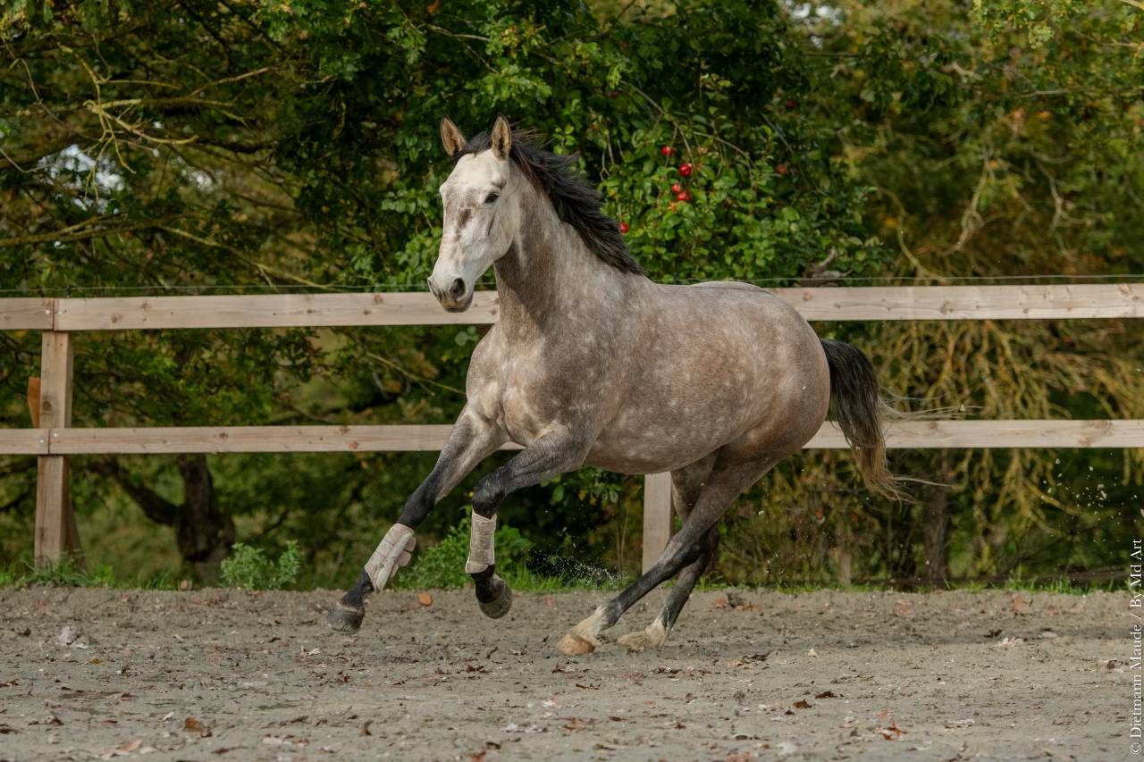 Jument - Lusitanienne - 6 ans - Dressage - France