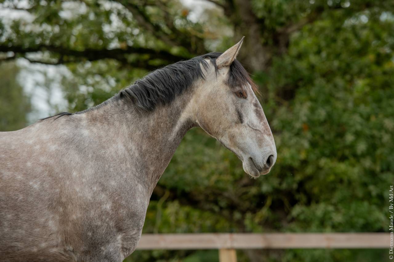 Jument - Lusitanienne - 6 ans - Dressage - France
