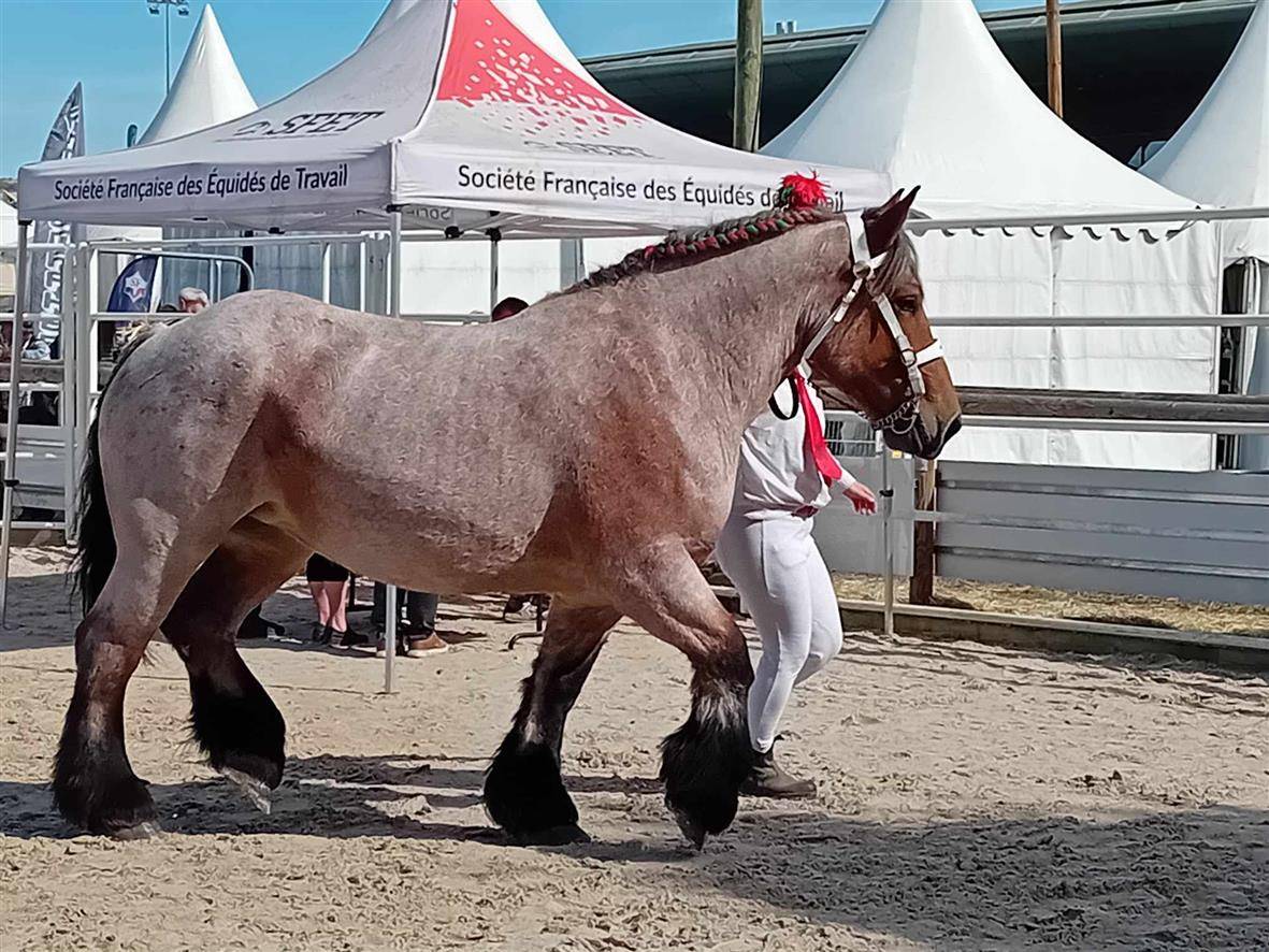 jument ardennaise 6 ans 