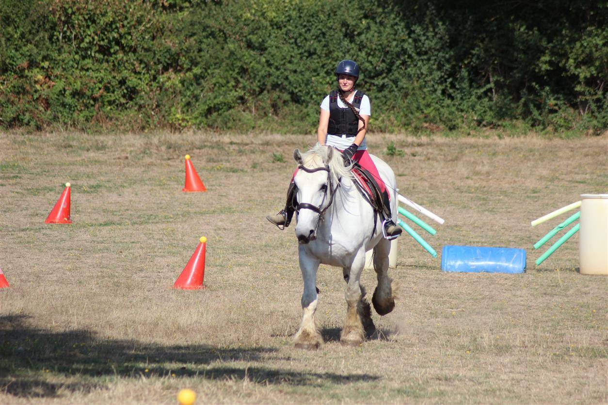 jument percheronne 13 ans 