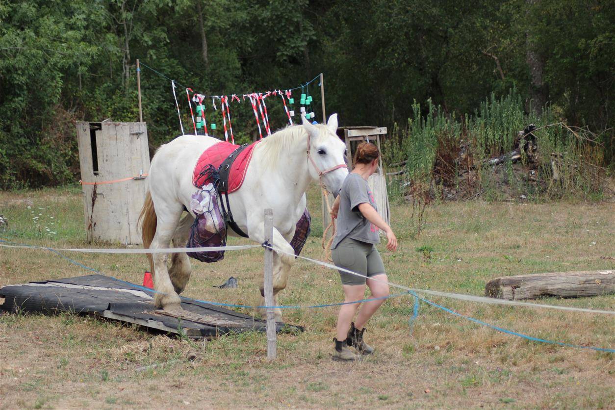 jument percheronne 13 ans 