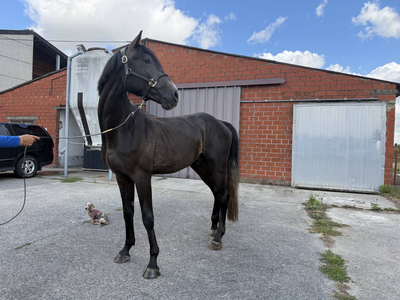 Cheval pour cavalier(&egrave;re) professionnel
