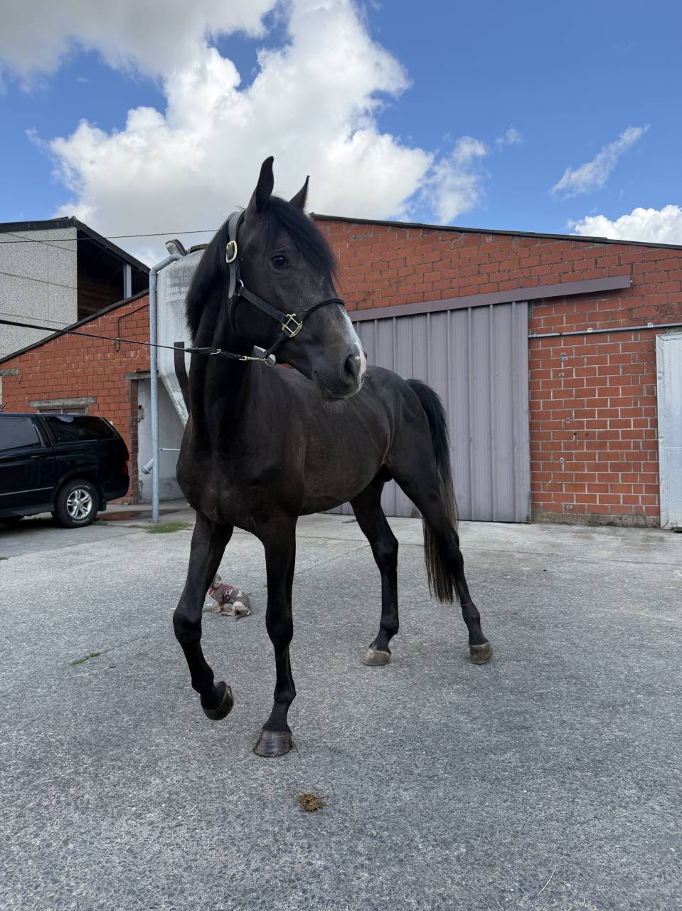 Cheval pour cavalier(&egrave;re) professionnel