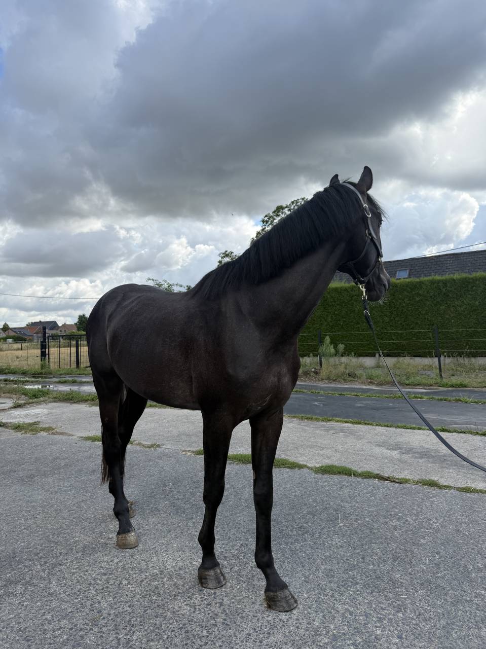 Cheval pour cavalier(&egrave;re) professionnel