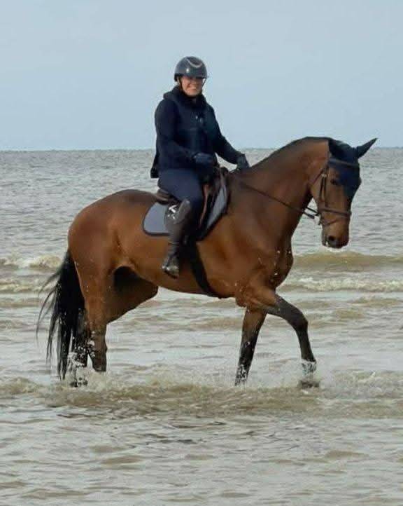 Cheval professeur 