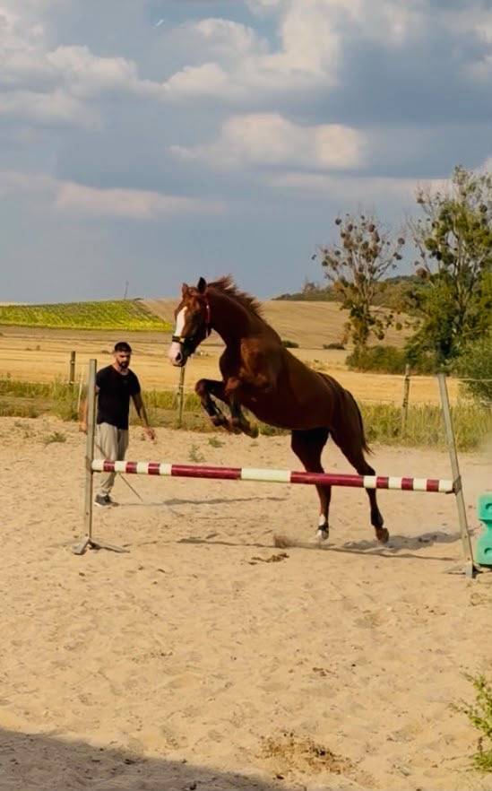 ARES U2 VS | KWPN | &Eacute;TALON ENTIER | DRESSAGE & OBSTACLE