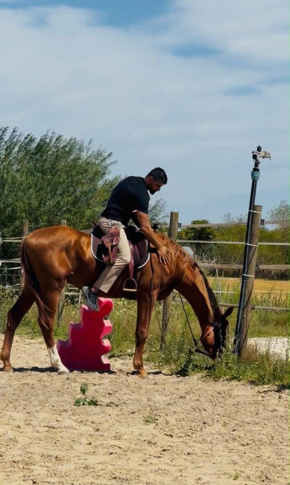 ARES U2 VS | KWPN | &Eacute;TALON ENTIER | DRESSAGE & OBSTACLE