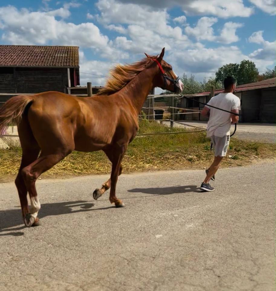 ARES U2 VS | KWPN | &Eacute;TALON ENTIER | DRESSAGE & OBSTACLE