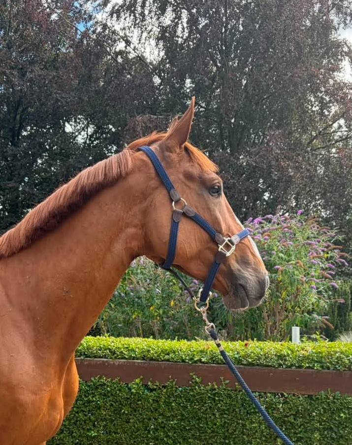Pythagore, 5ans, super t&ecirc;te, pr&ecirc;t sur un parcours 1m15