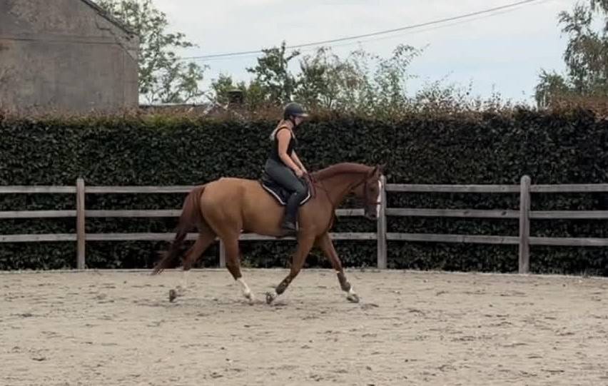 Pythagore, 5ans, super t&ecirc;te, pr&ecirc;t sur un parcours 1m15