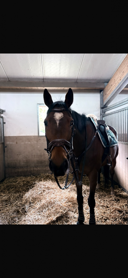 Lovely all-rounder Damavand for sale