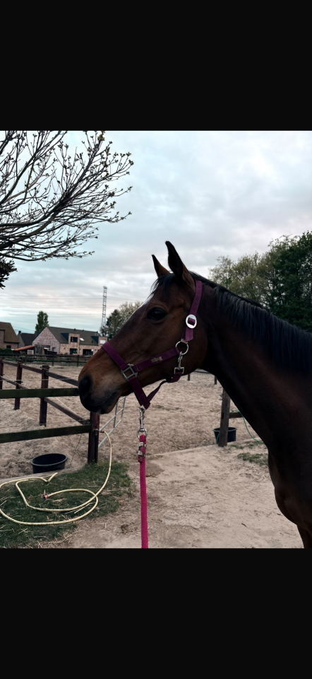 Lovely all-rounder Damavand for sale